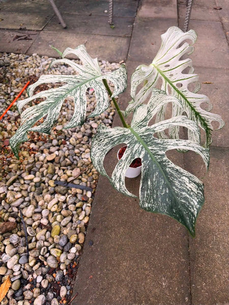 Monstera devil (Thailand) unacclimated