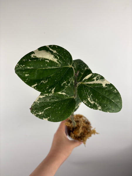 Piper sp gunung salak white variegated