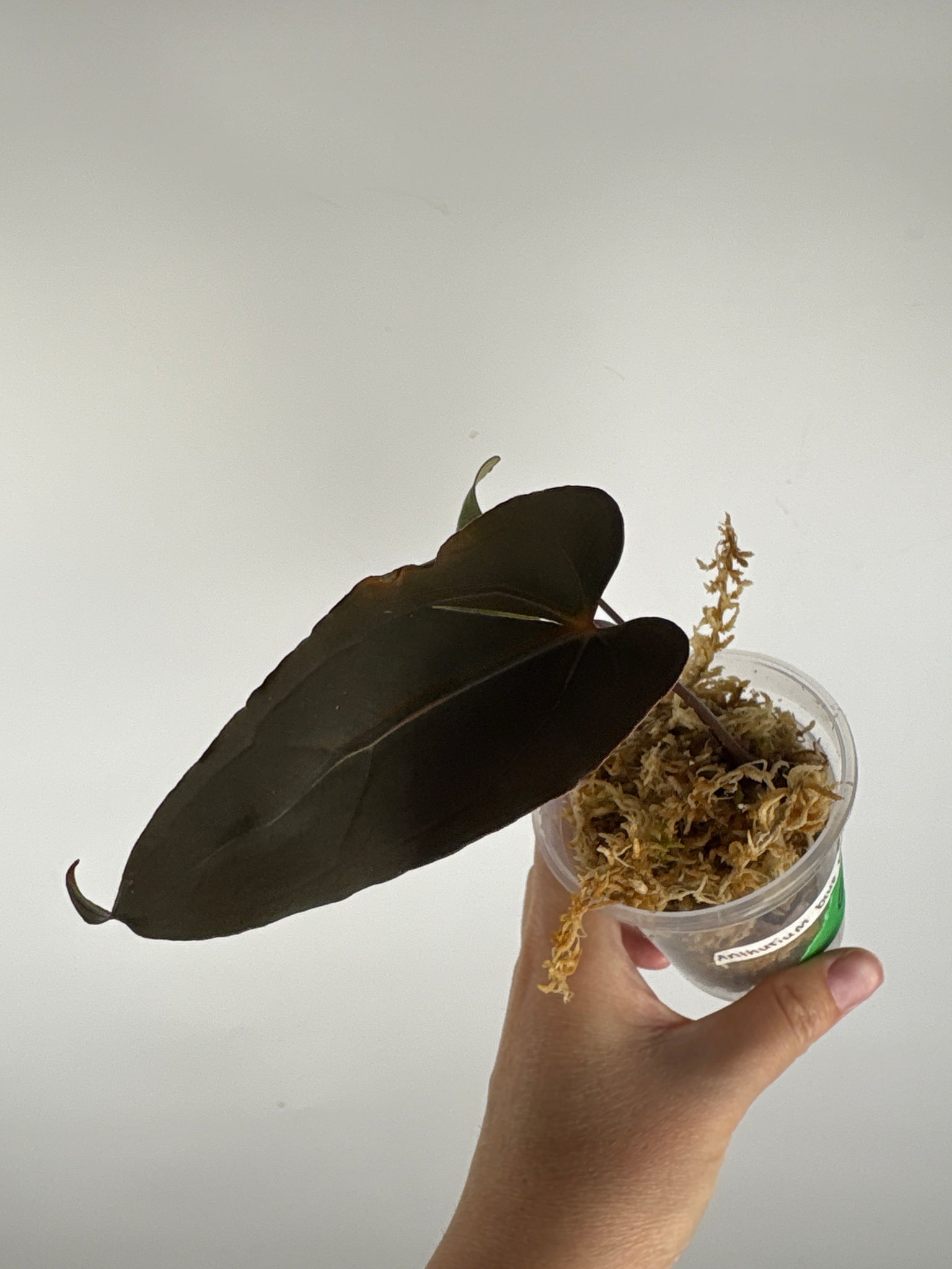 Anthurium blue papi seed 6