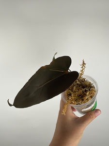 Anthurium blue papi seed 6