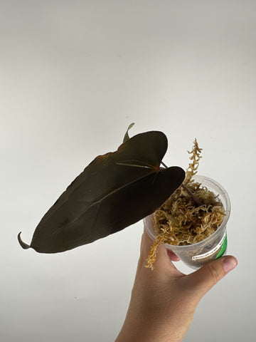 Anthurium blue papi seed 6