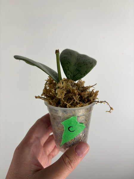 Hoya Chang dao silver C