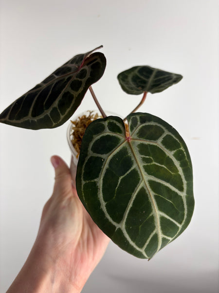 Anthurium red crystal x black crystal B