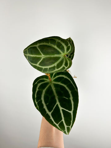 Anthurium minahasa D