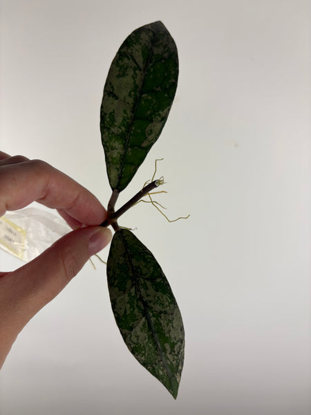 Hoya Clemensiorum
bukit endau silver mid cut