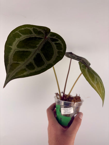 Anthurium silver blush x red crystal 8