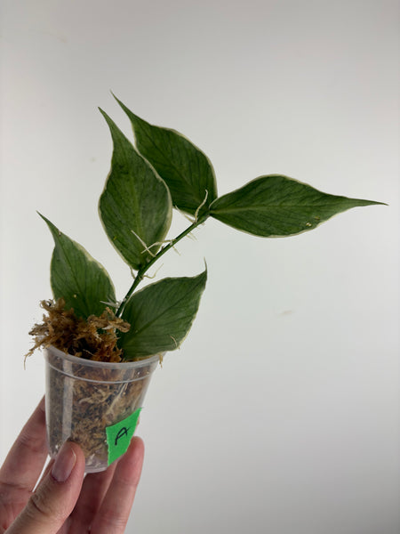 hoya polyneura albomarginata A