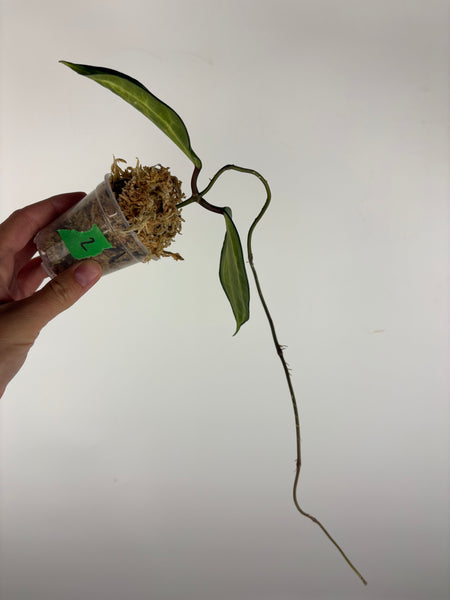 Hoya Latifolia Queensy 2