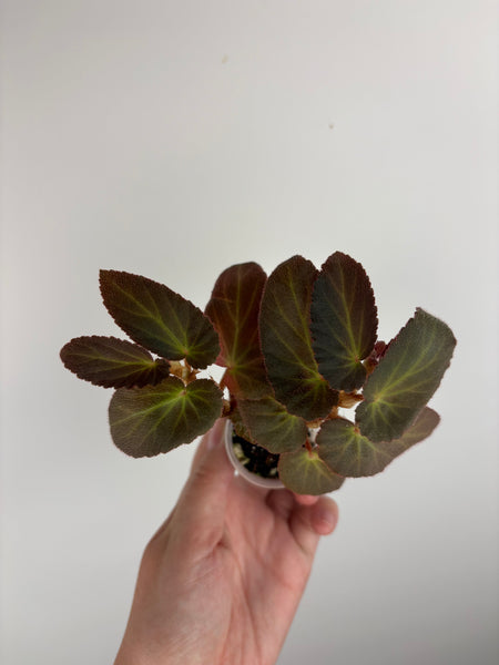 Begonia Withlacoochee variegated reverted A