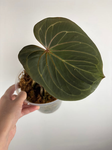 Anthurium king of spades