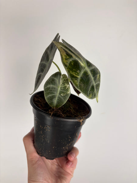 Alocasia Watsoniana aurea variegated C