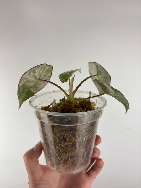 Alocasia bisma platinum albo variegated