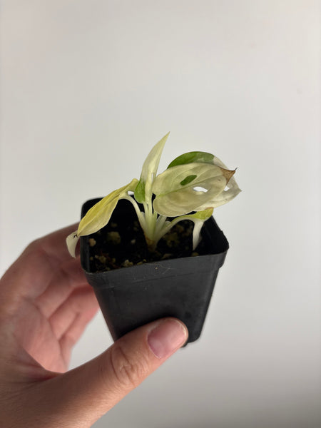 Monstera adansonii variegated