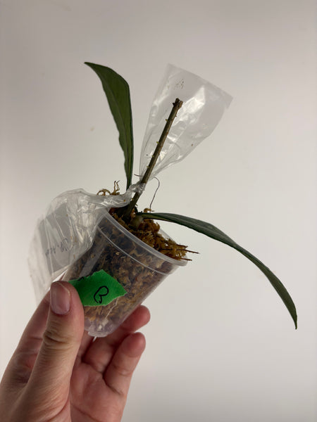 Hoya Sp aceh barat B