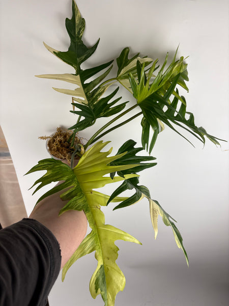 Florida beauty x tortum (Thailand) B huge plant