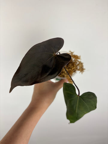 Anthurium blue papi seed 5