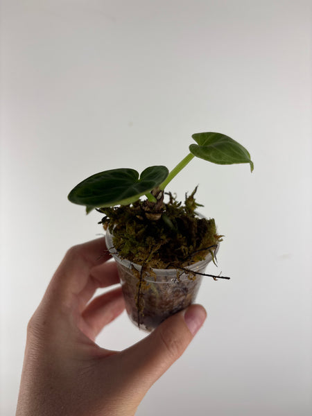 Anthurium Silver Chrome 7