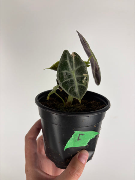 Alocasia Watsoniana variegated F