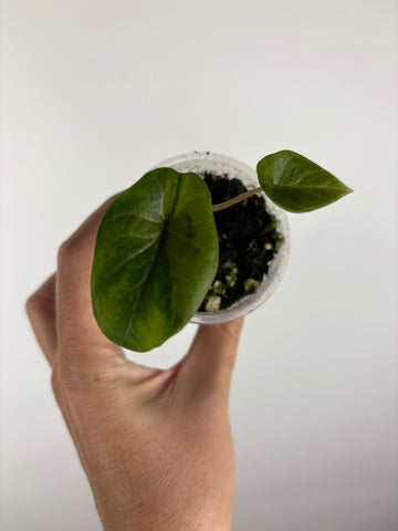 Alocasia scalprum aurea variegated 1