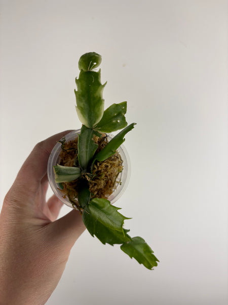 Variegated Schlumbergera 7