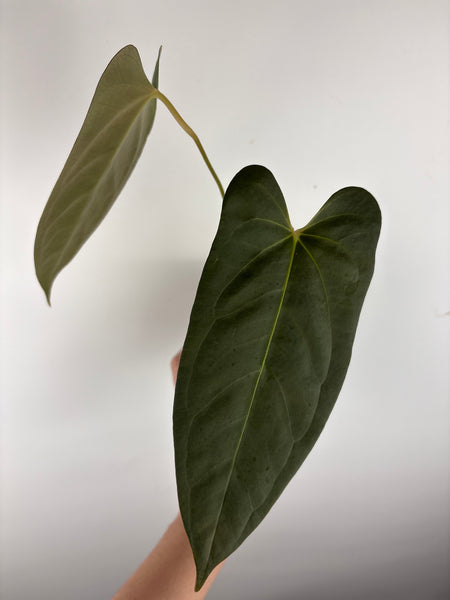 Anthurium bvit x blue papillilaminum B2