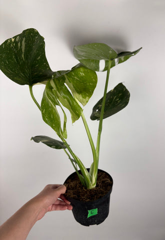 Monstera Thai constellation 6 inch E