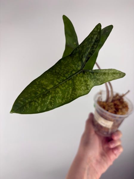 Alocasia shattered glass A