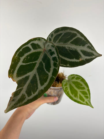 Anthurium silver blush x red crystal 1