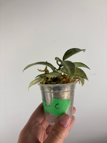 hoya lacunosa peridot C