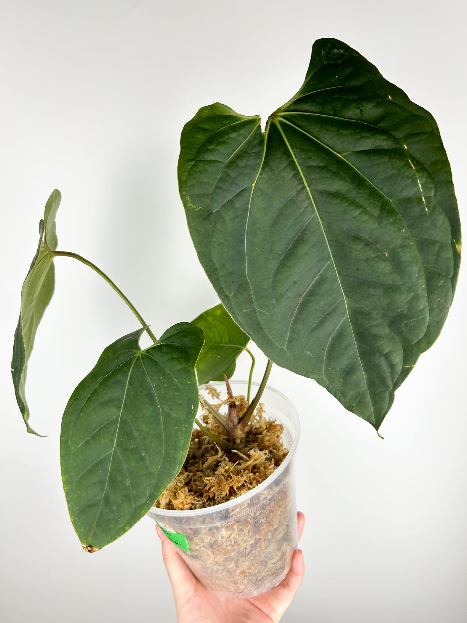 Anthurium red spider x blue papillilaminum