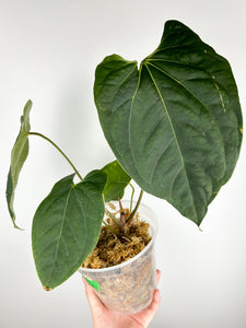 Anthurium red spider x blue papillilaminum