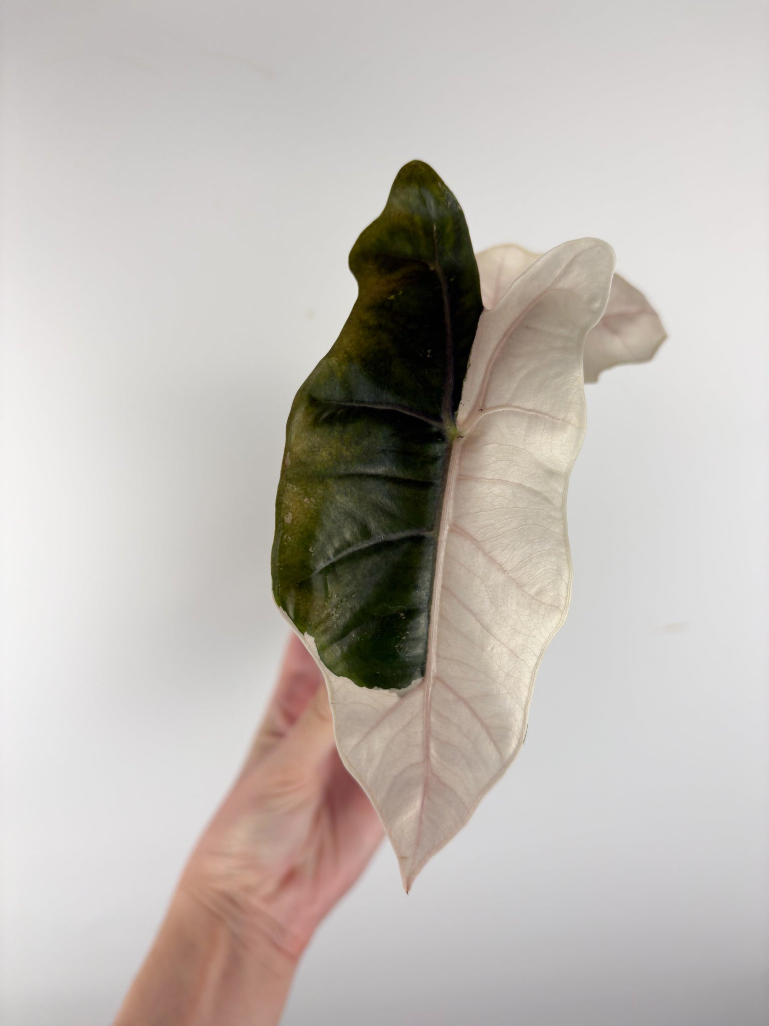 Alocasia pseudo sanderiana pink variegated C