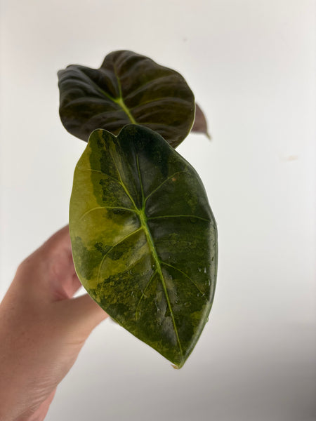 alocasia golden bone aurea C