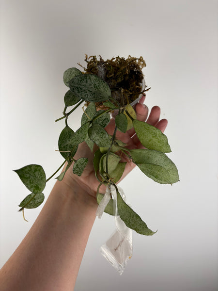Hoya lacunosa moonshine A