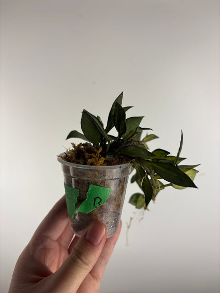 hoya lacunosa illumi B