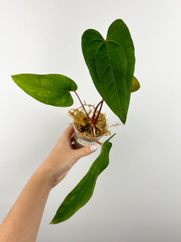 Anthurium papi red stem x subsignatum A