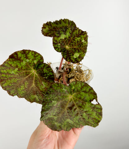 Begonia sp D - AS IS