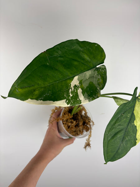Syngonium chiapense variegated 1