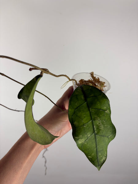 Hoya Clemensiorum Borneo splash 6