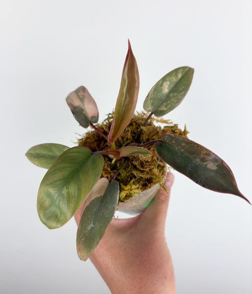 Philodendron atabapoense variegated