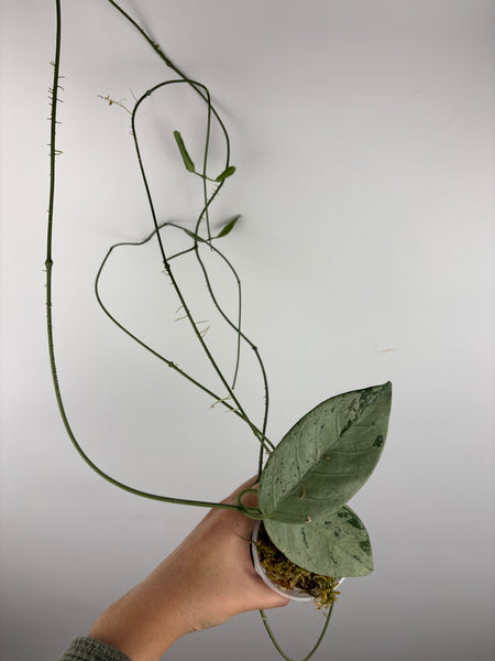 hoya coriacea silver 6