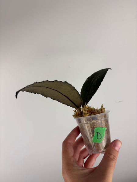 hoya clemensiorum crocodile D