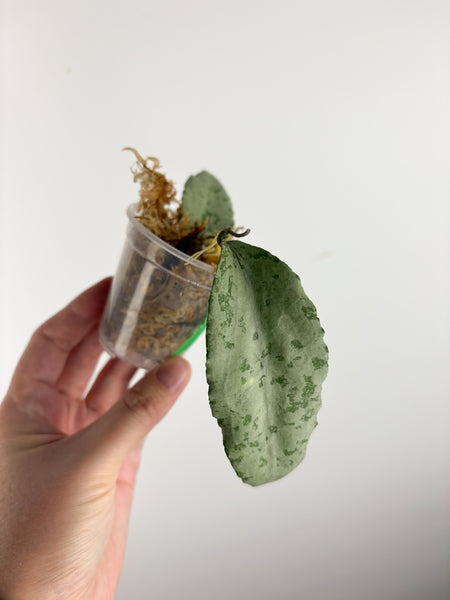 hoya caudata silver A