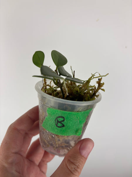 hoya grey fairy B