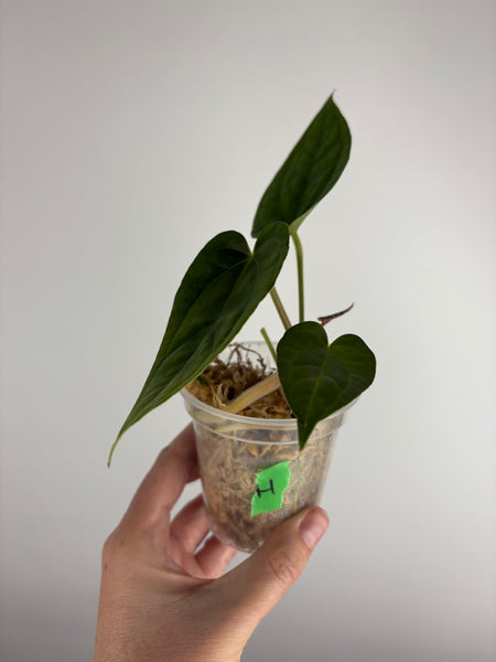 Anthurium red spider x luxurians H