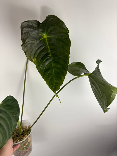 Anthurium chamberlainii huge plant