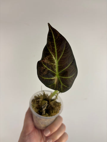 Alocasia regal aurea baby 3