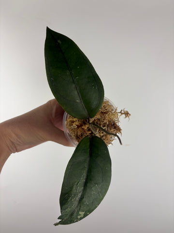 Hoya sp aceh Gomas 4