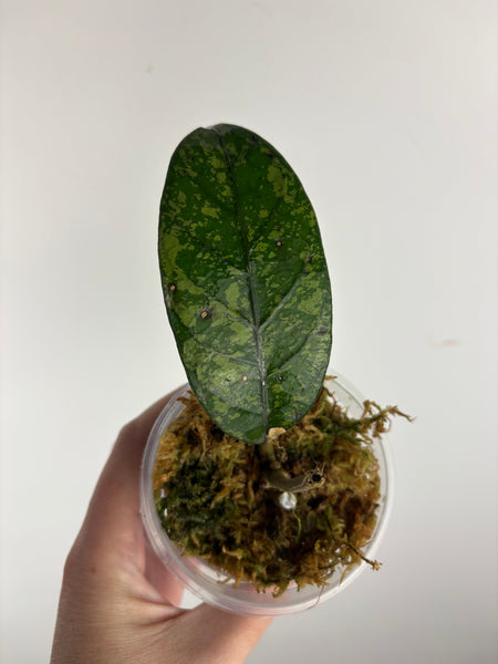 hoya sp aceh mustika 