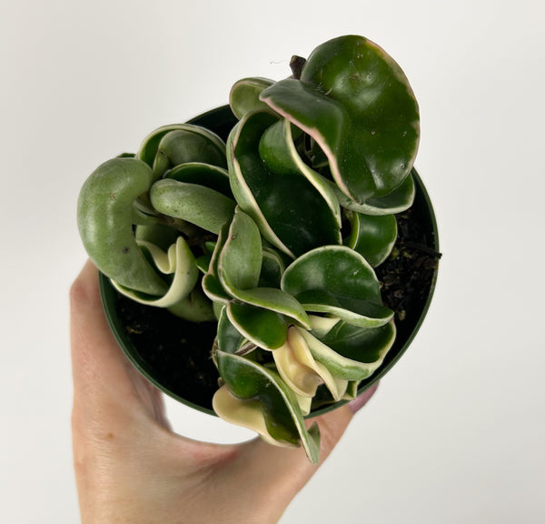 Hoya Compacta Variegated 4 inch